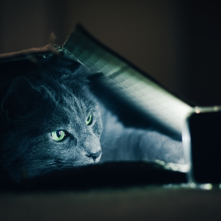 cat netflix binge