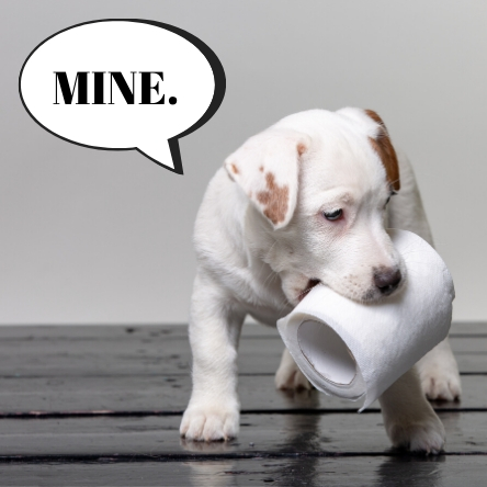 toilet paper dog